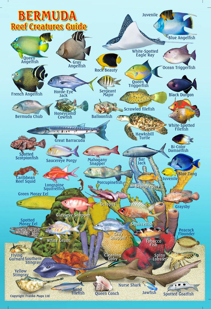 Bermuda Mini Fish Card - Frankos Maps
