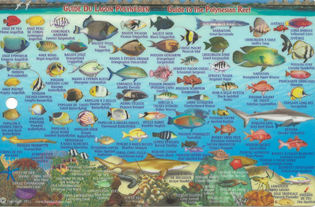 Bora Bora Fish Card – Franko Maps