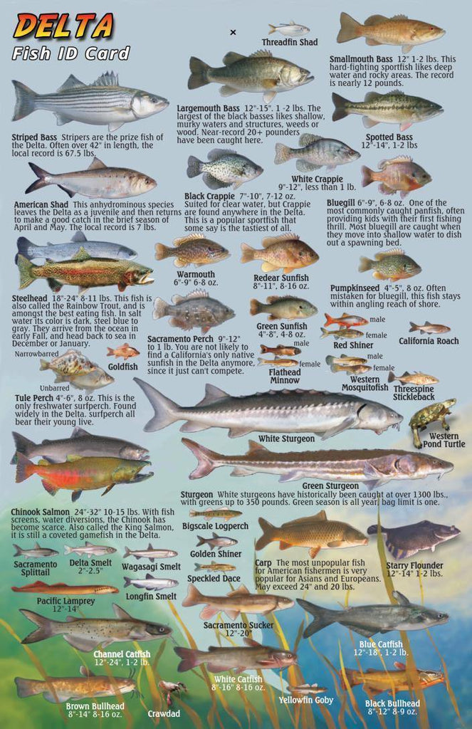 California Delta Fish Card - Frankos Maps