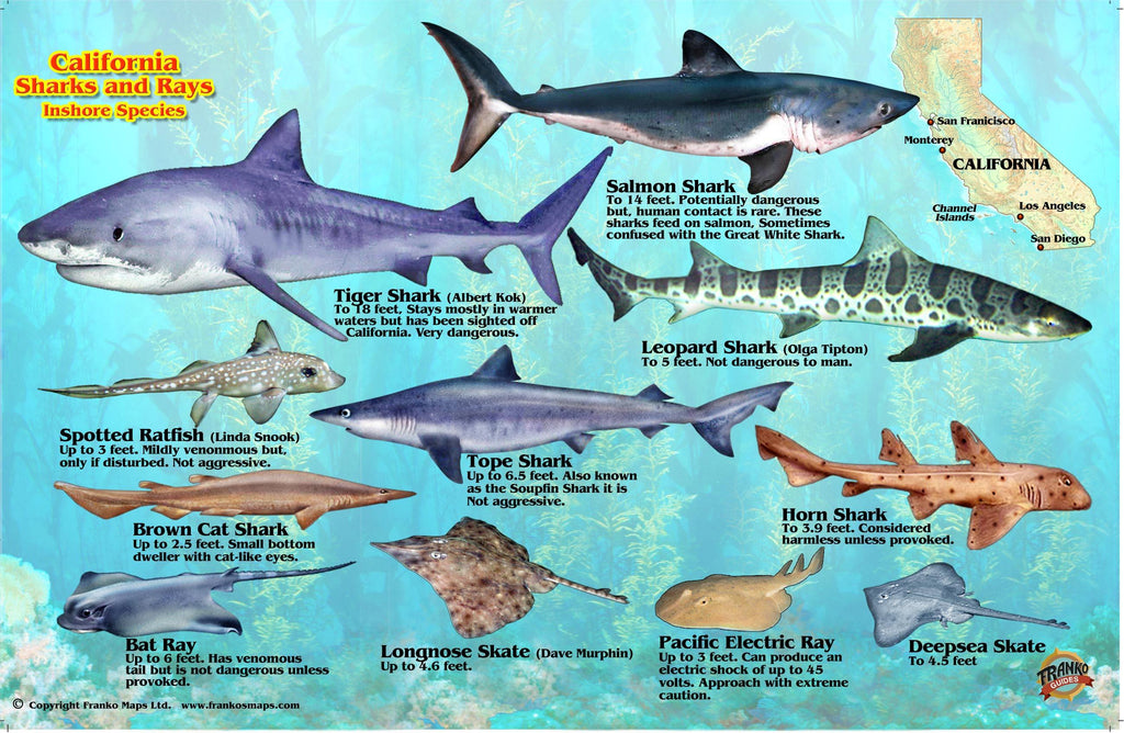 California Sharks & Rays Card – Franko Maps