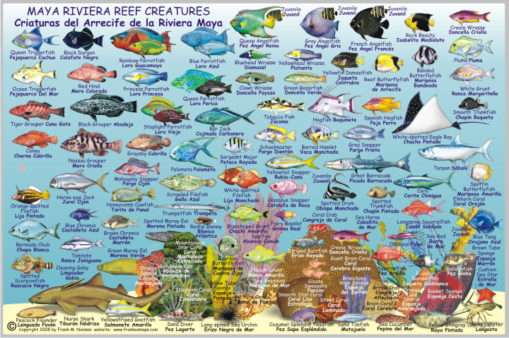 Riviera Maya Fish Card - Frankos Maps
