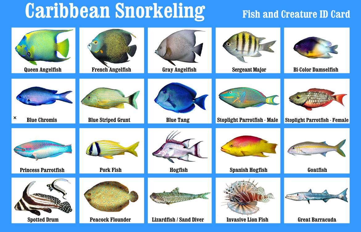 Reef Fish Identification