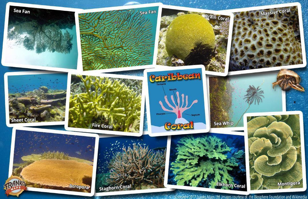 Caribbean Sea Coral Guide Card – Franko Maps