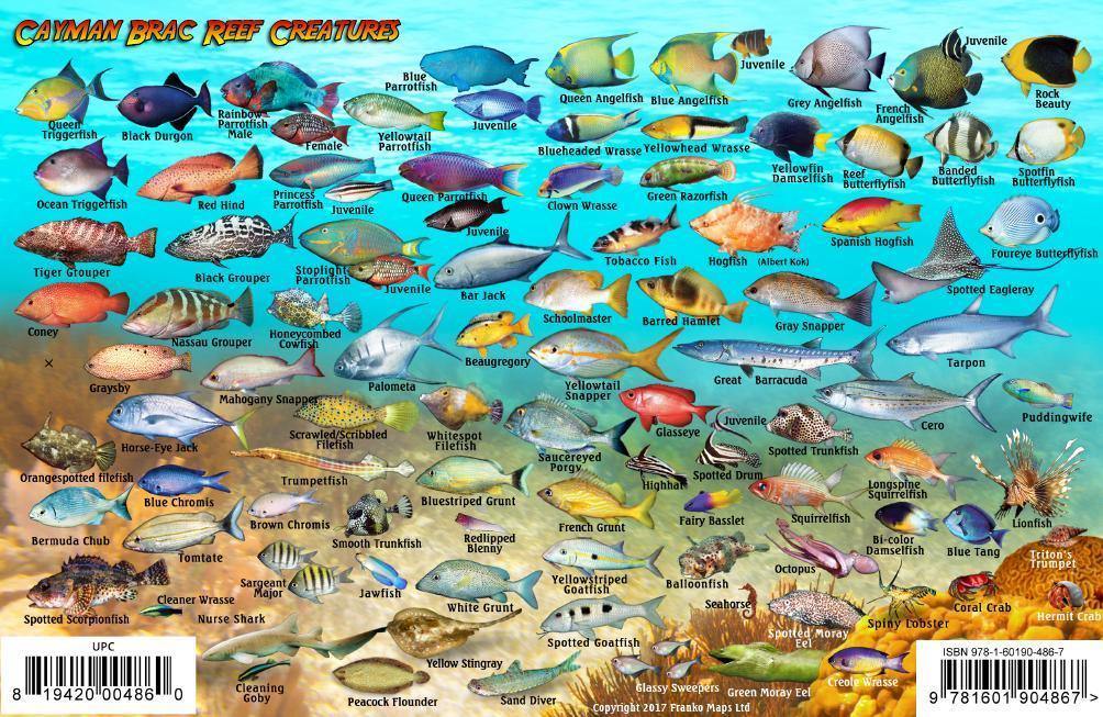 Cayman Brac Island Fish Card - Frankos Maps