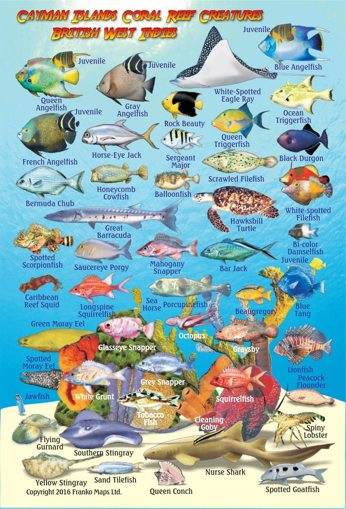 Cayman Islands Mini Fish Card - Frankos Maps