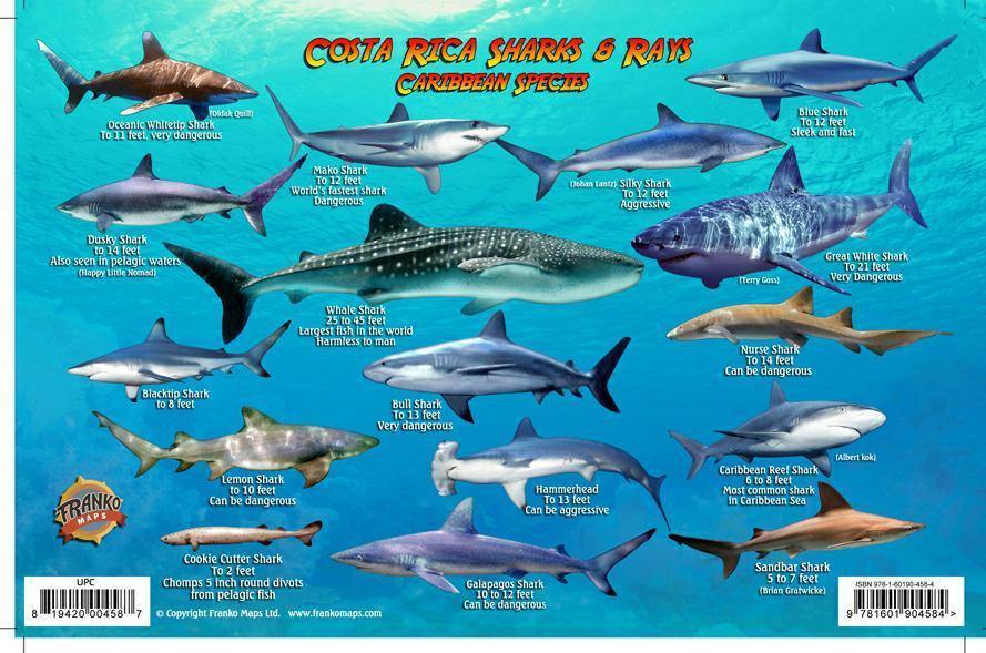 Costa Rica Sharks & Rays Card - Frankos Maps