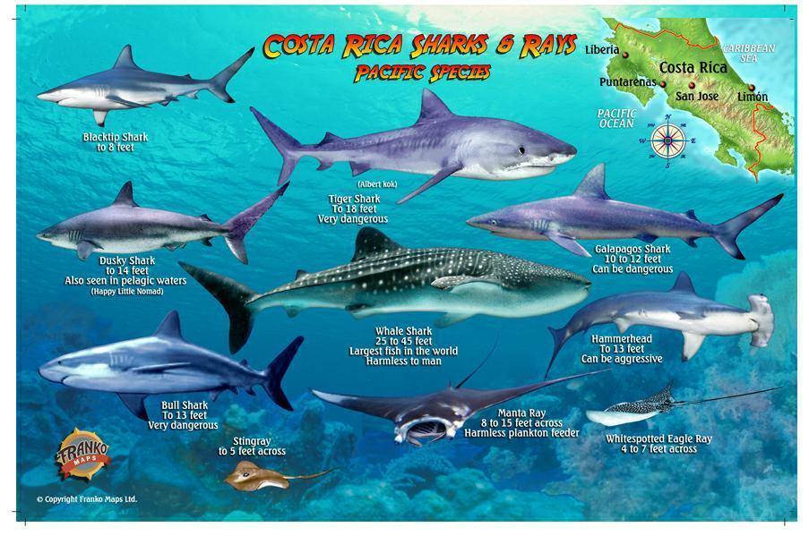 Costa Rica Sharks & Rays Card - Frankos Maps