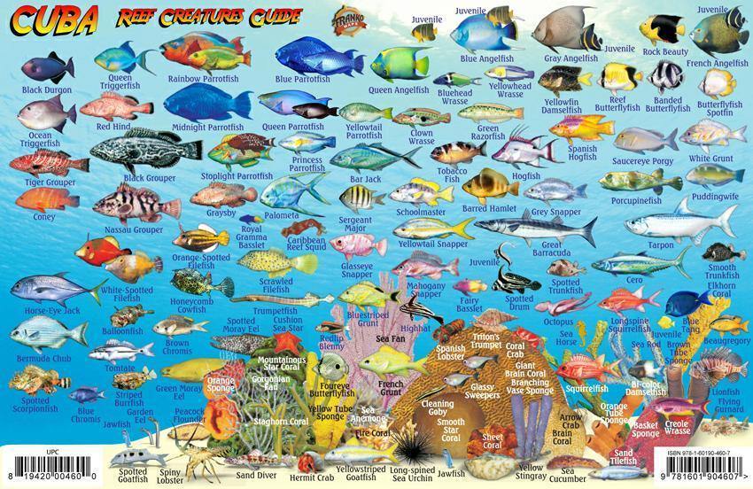 Cuba Fish Card - Frankos Maps