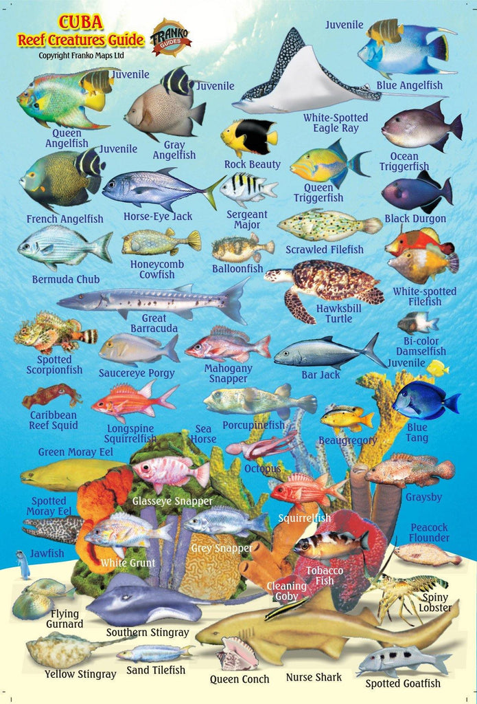 Cuba Mini Fish Card - Frankos Maps