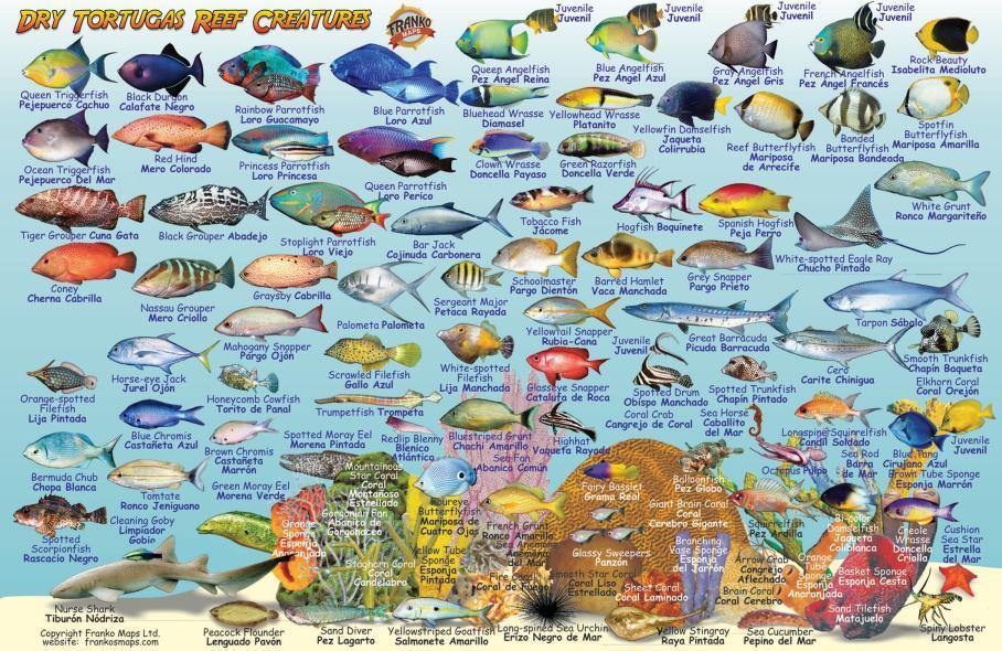 Dry Tortugas Fish Card - Frankos Maps