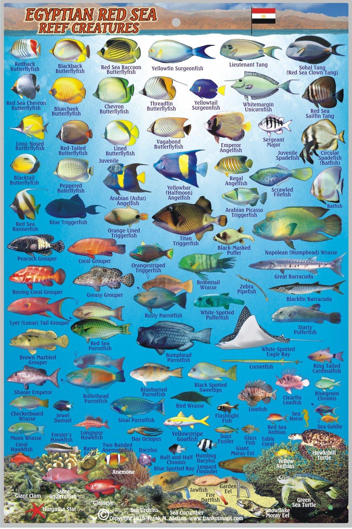 Egyptian Red Sea Fish Card – Franko Maps