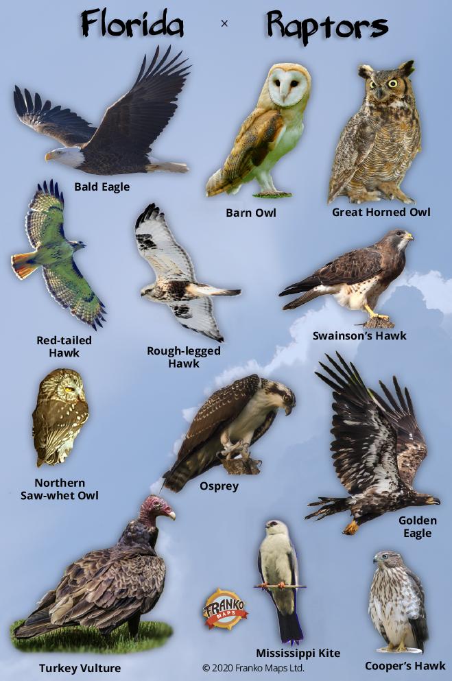 Native Florida Raptors Florida Maps - Frankos Maps – Franko Maps