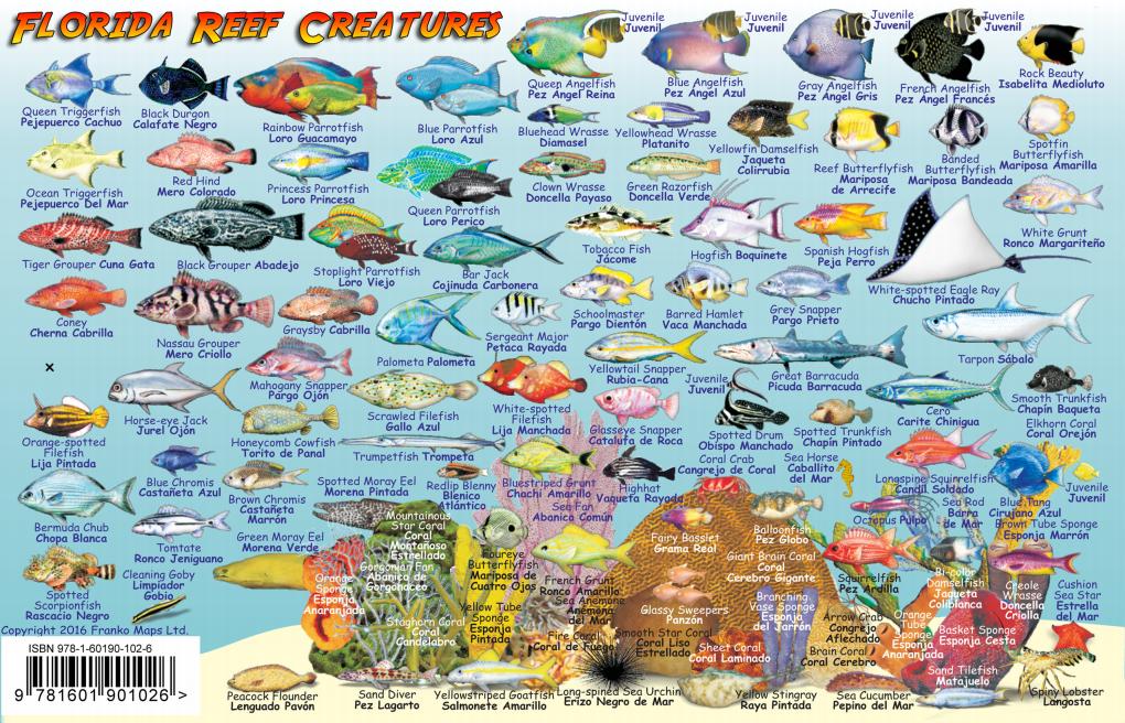 Florida Fish Card – Franko Maps
