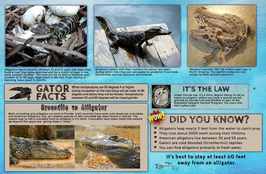 Florida Alligators Guide Card – Franko Maps - Main Image