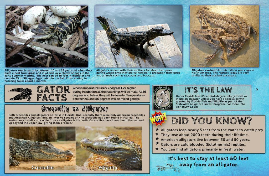 Florida Alligators Guide Card - Frankos Maps