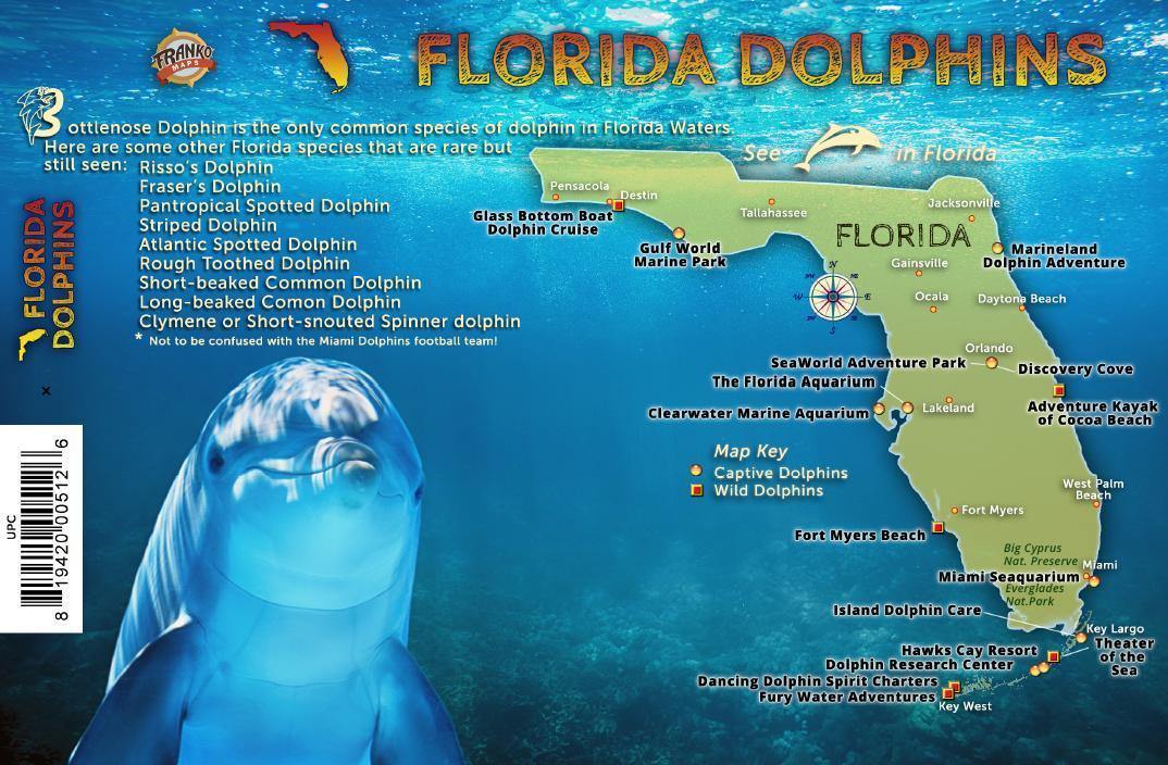 Florida Dolphins Guide Card – Franko Maps