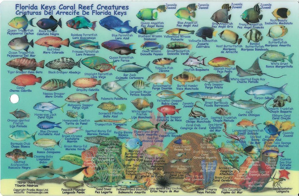 Florida Keys Fish Card - Frankos Maps