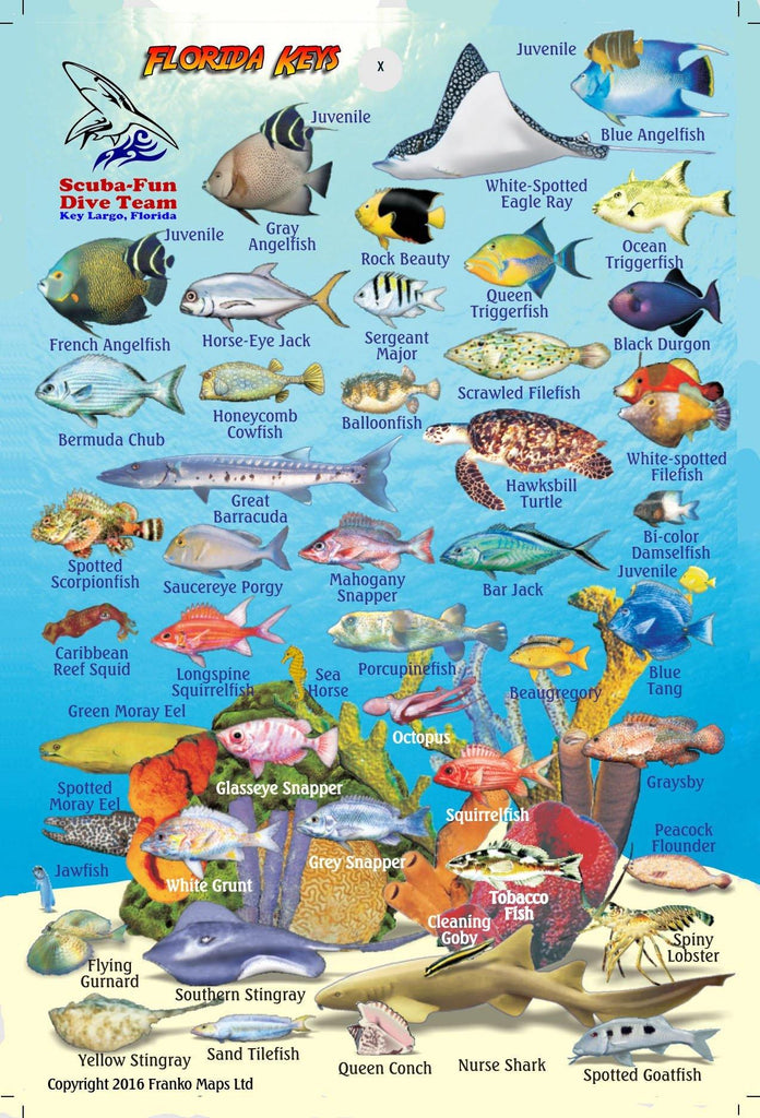 Florida Keys Mini Fish Card - Frankos Maps