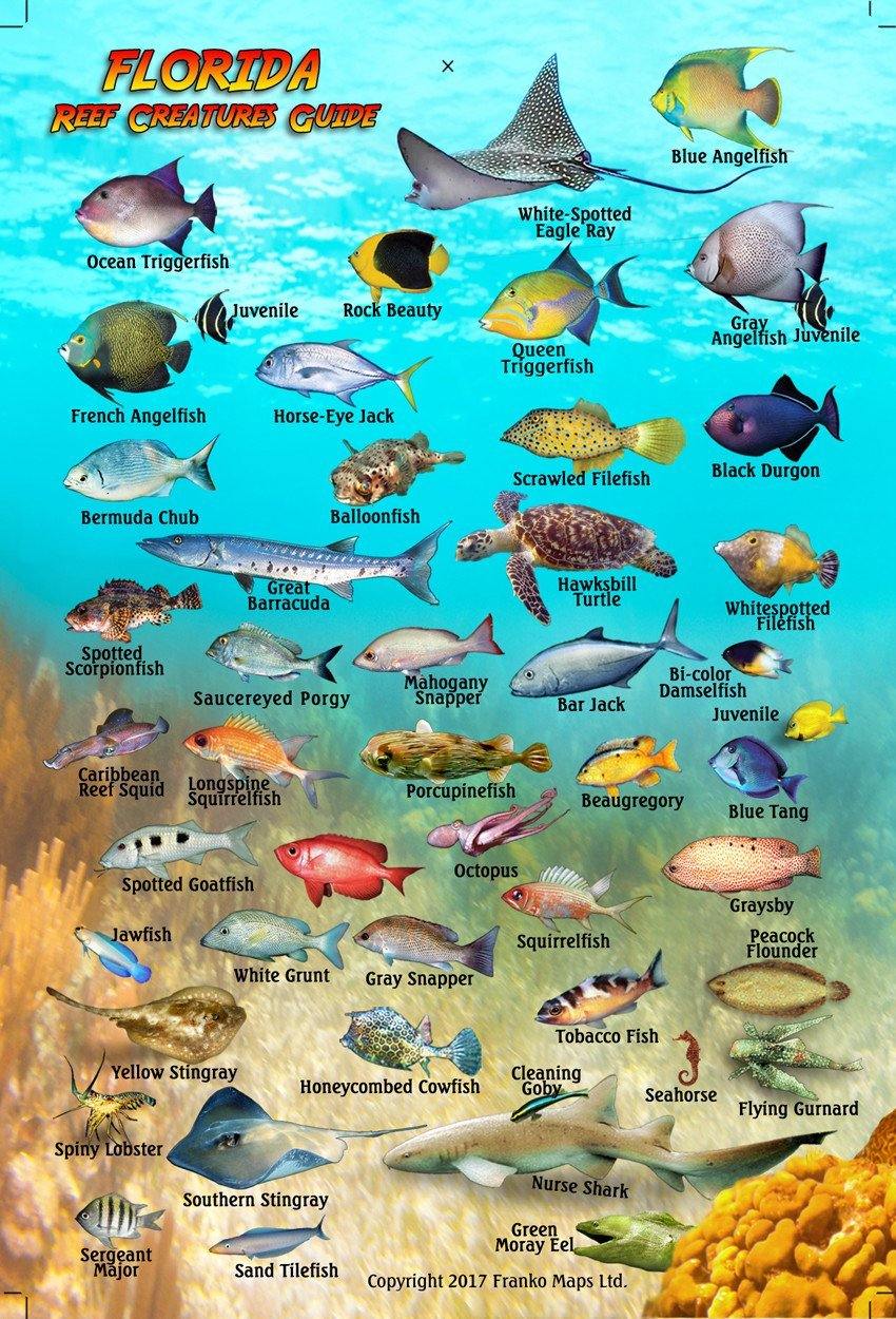 Florida Mini Fish Card