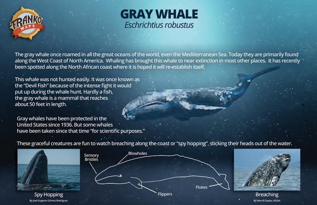 Gray Whale Migrations Guide Card - Frankos Maps