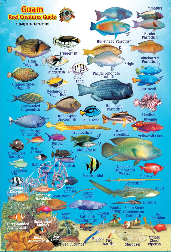 Guam Mini Fish Card - Frankos Maps