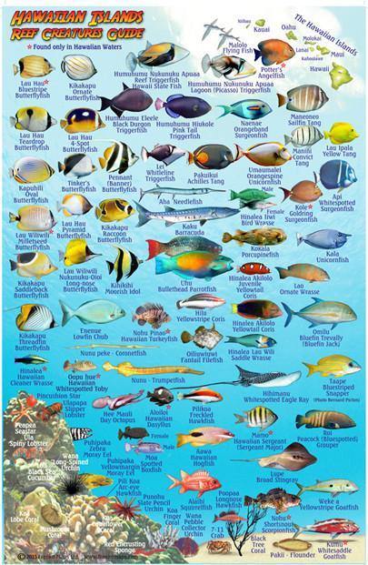 Hawaiian Islands Fish Card - Frankos Maps