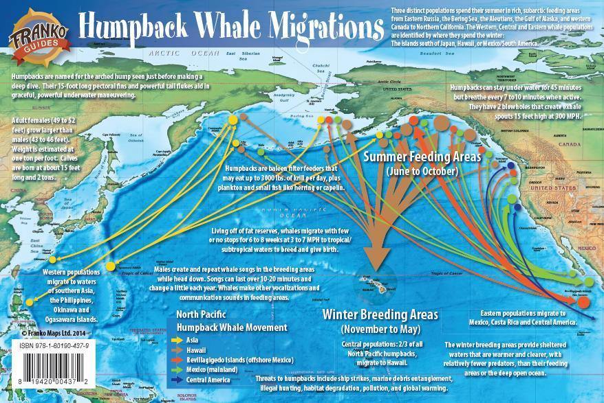 Pacific Humpback Whale Migration Card - Frankos Maps