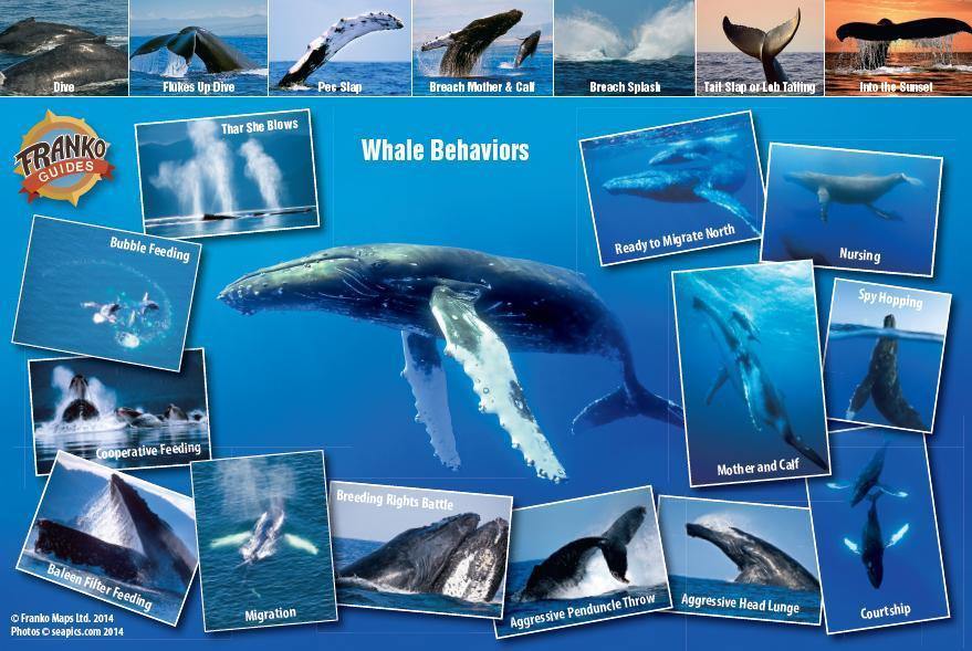 Pacific Humpback Whale Migration Card - Frankos Maps