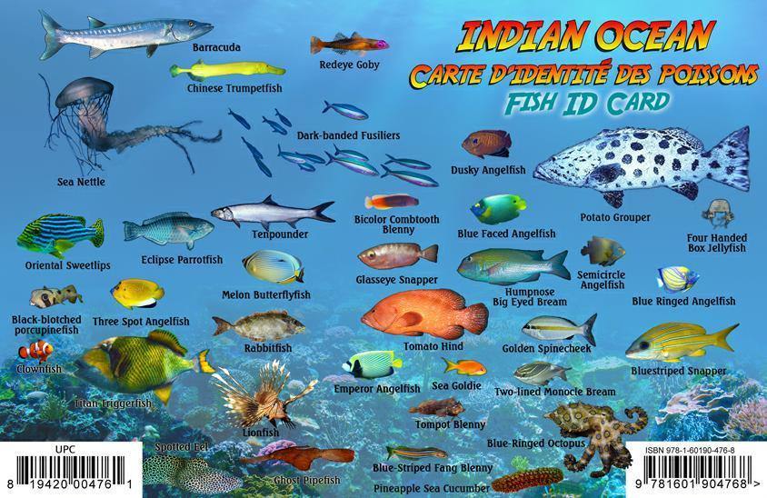 Indian Ocean Islands Fish Card - Frankos Maps