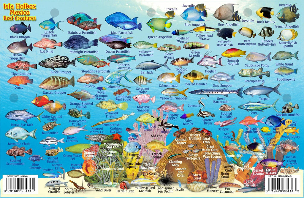 Isla Holbox, Mexico Fish Card - Frankos Maps