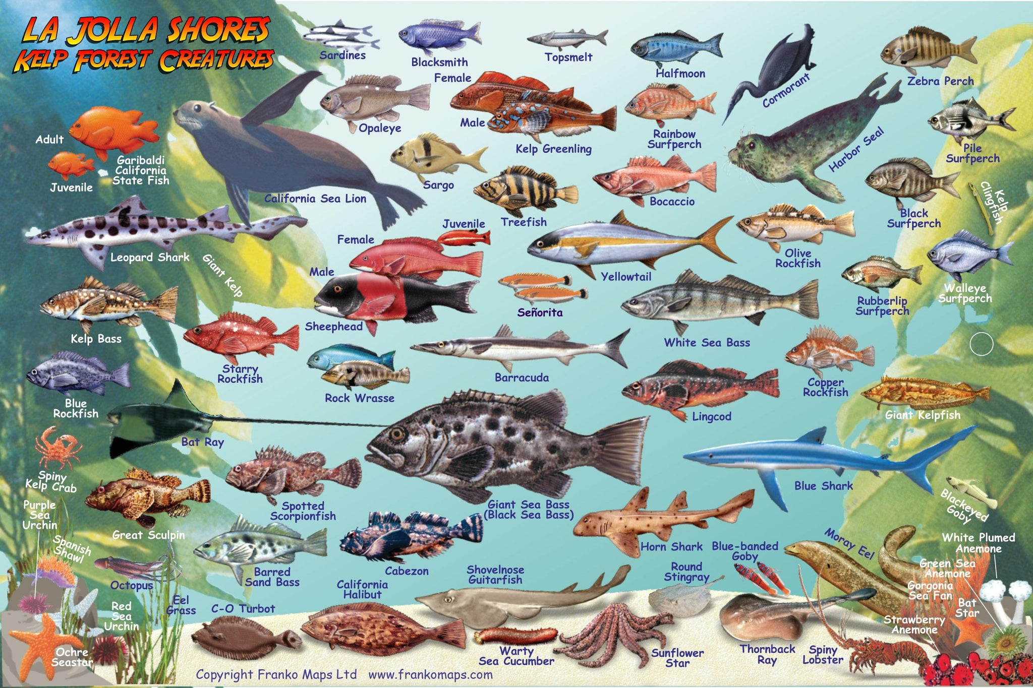 LaJollaShoresFishCard2015artsi