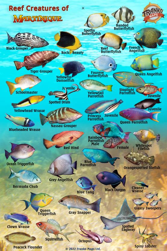 Fish Martinque Martinique Mini Fish Card – Franko Maps