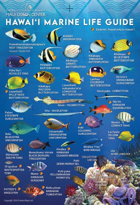 Hawaii Marine Life Guide Card – Franko Maps