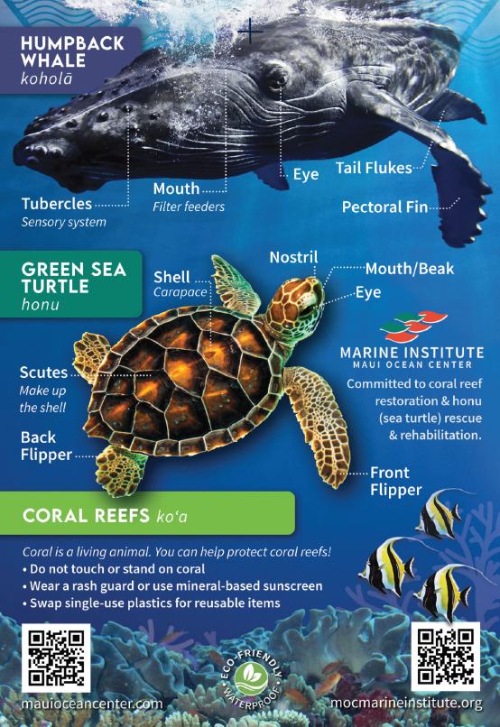 Hawaii Marine Life Guide Card – Franko Maps