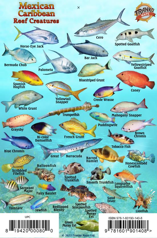 Mexican Caribbean Mini Fish Card – Franko Maps