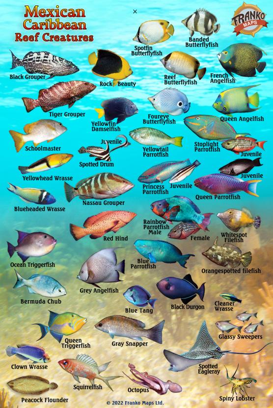 Palau Mini Fish Card