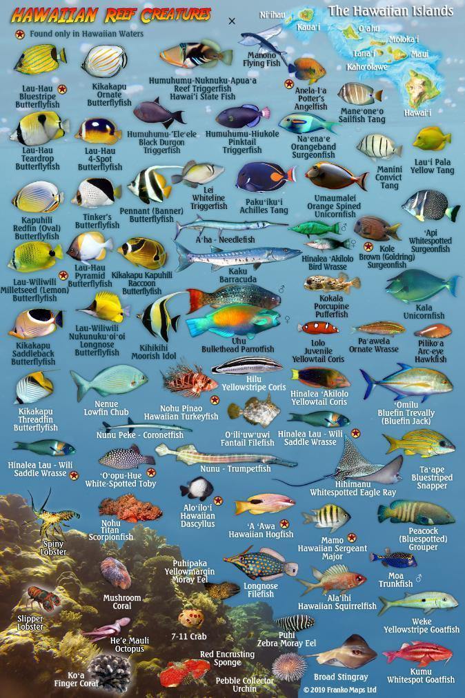 Molokai Fish Card – Franko Maps