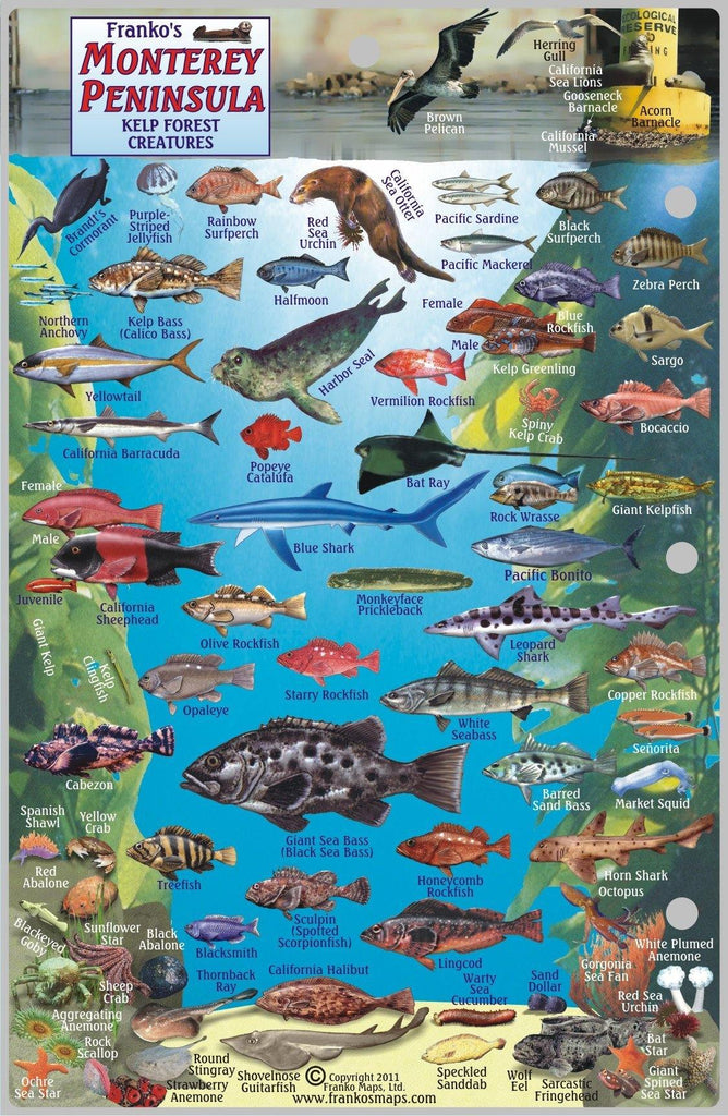 Monterey Peninsula Fish Card - Frankos Maps