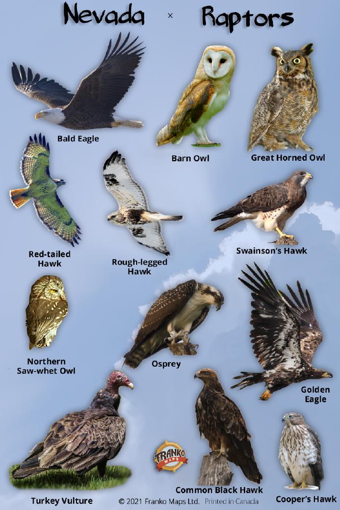 Nevada Raptors Identification Card – Franko Maps