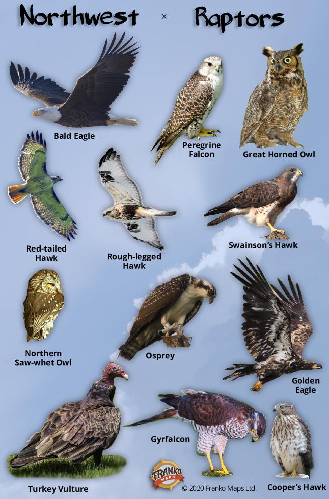 Midwest Rapters Northwest Raptors Identification Card – Franko Maps