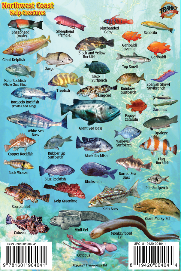 Pacific Northwest Ocean & Kelp Creatures Mini Card - Frankos Maps