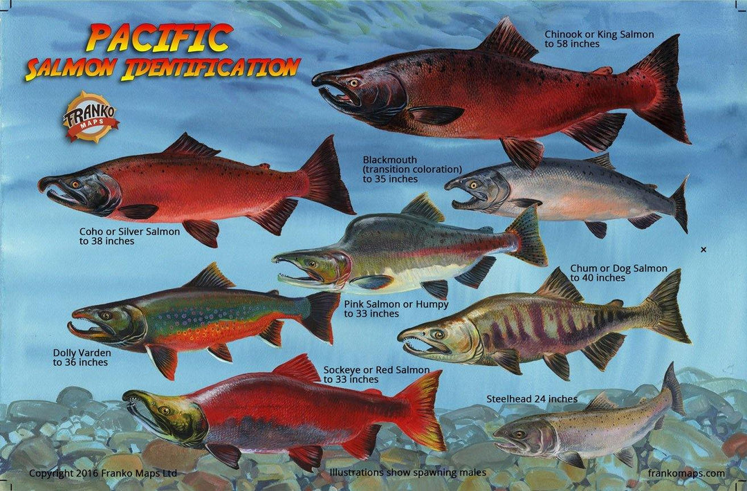 Washington Fish Chart Washington Maps - Frankos Maps – Franko Maps