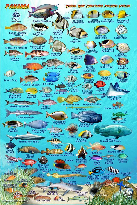 Panama Pacific Fish Card - Frankos Maps