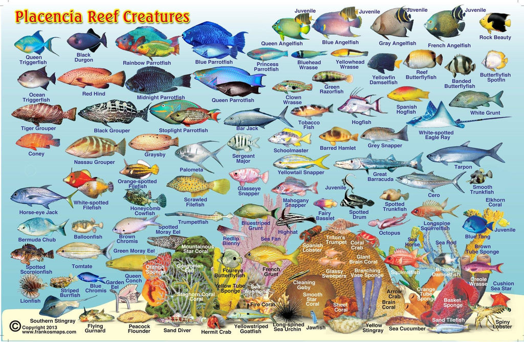 Placencia, Belize, Fish Card - Frankos Maps