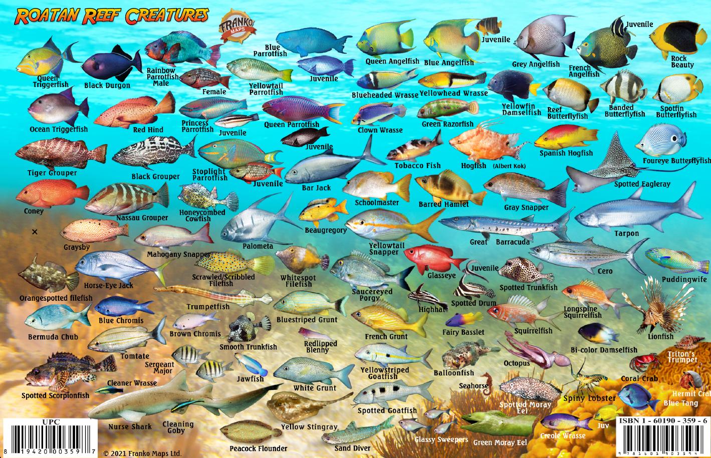 Yellow Fish Roatan Roatan Fish Card – Franko Maps
