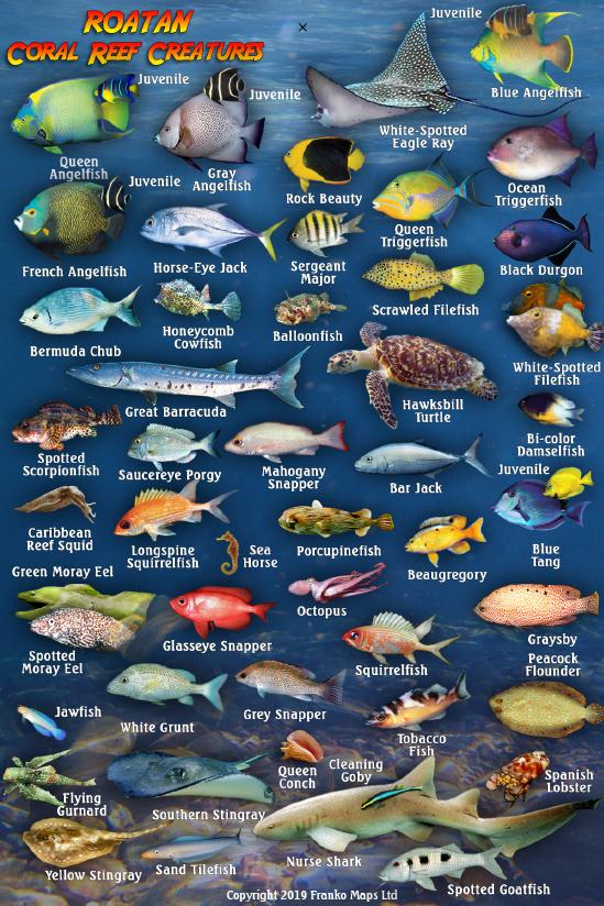 Yellow Fish Roatan Roatan Mini Fish Card – Franko Maps