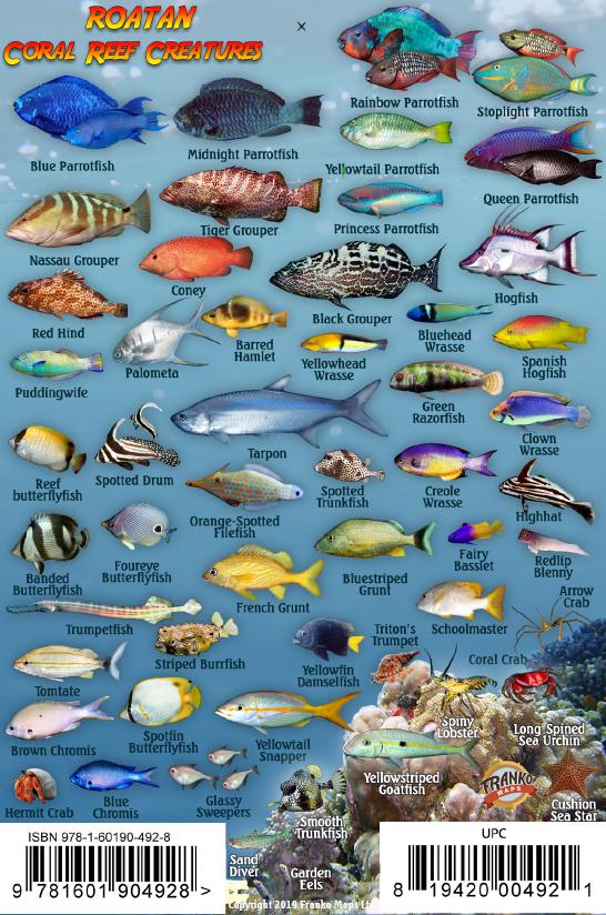 Yellow Fish Roatan Roatan Mini Fish Card – Franko Maps