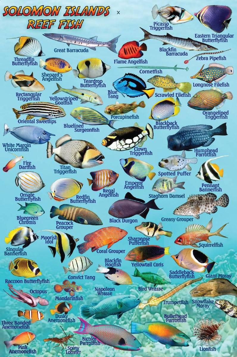 Solomon Islands Mini Fish Card – Franko Maps