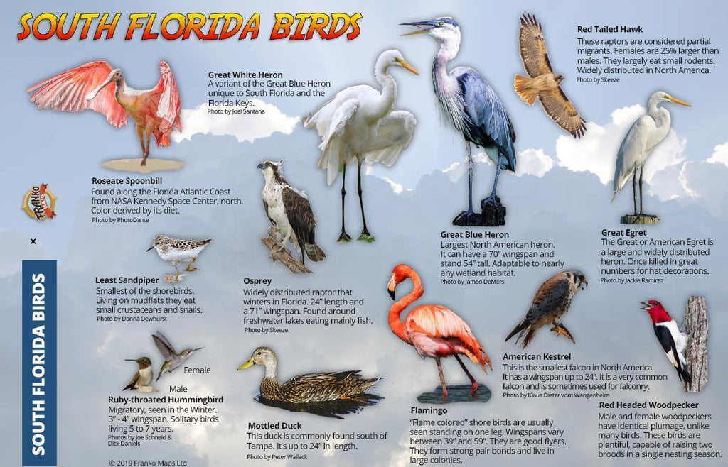South Florida Birds Guide Card - Frankos Maps