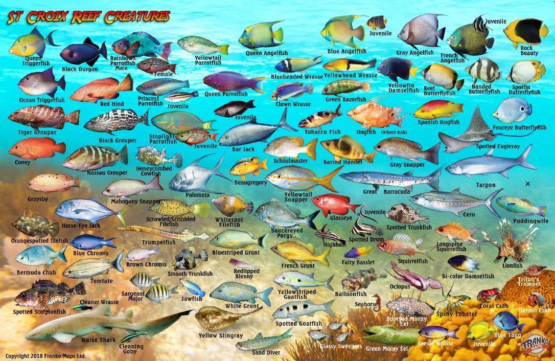 St. Croix USVI Fish Card – Franko Maps